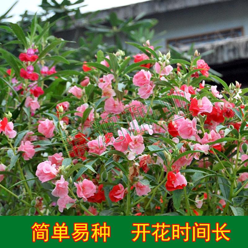 易开花app下载苹果_(苹果app下载到电脑上)